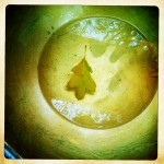 a single leaf