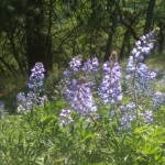 lupine